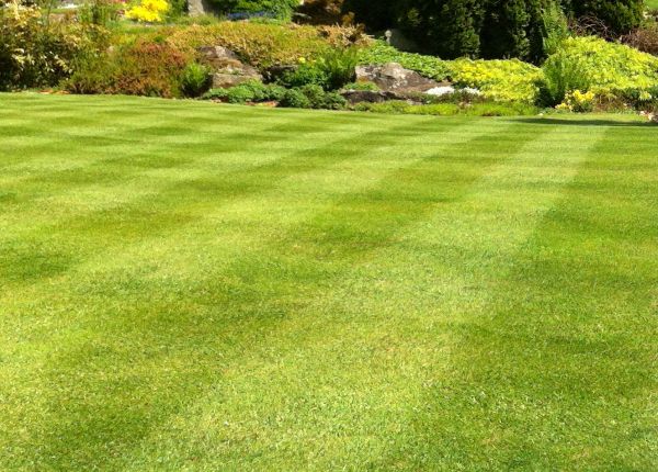 Commercial Grass Cutting in Saint Charles