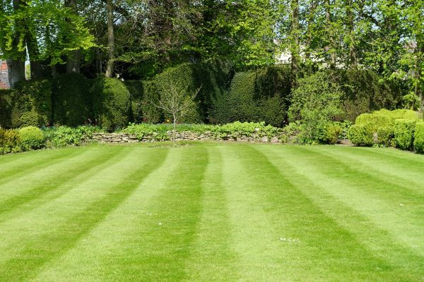 Grass Care Service in Saint Charles