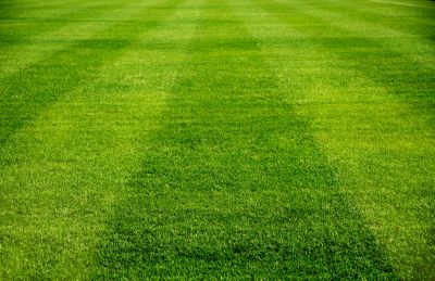 Healthy Lawn After Mowing
